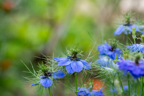 Nigella damascena early summer flowering plant with different shades of blue flowers on small green shrub, ornamental garden Nigella damascena early summer flowering plant with different shades of blue flowers on small green shrub, beautiful ornamental garden plant double flower stock pictures, royalty-free photos & images