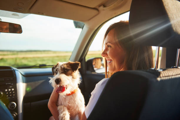 mujer joven y su perro viajando juntos - dog car travel pets fotografías e imágenes de stock