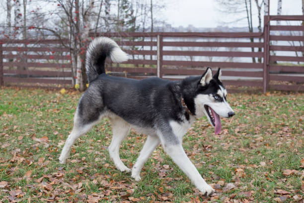 Cute siberian husky is walking in the autumn park. Pet animals. Cute siberian husky is walking in the autumn park. Pet animals. Purebred dog. folliage stock pictures, royalty-free photos & images