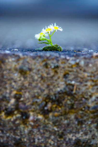 istock Little Daisy Flower on Dry Soil 1188628759