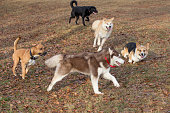 Siberian husky, pit bull terrier, akita inu, labrador retriever and pembroke welsh corgi are playing in the autumn park.