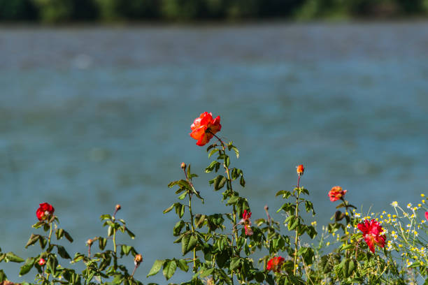 Close View of Red Roses Blossoms and Buds Near the River. Flower from Rosaceae Family.