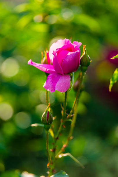 Close View of Pink Roses Blossom in the Field. Flower from Rosaceae Family.