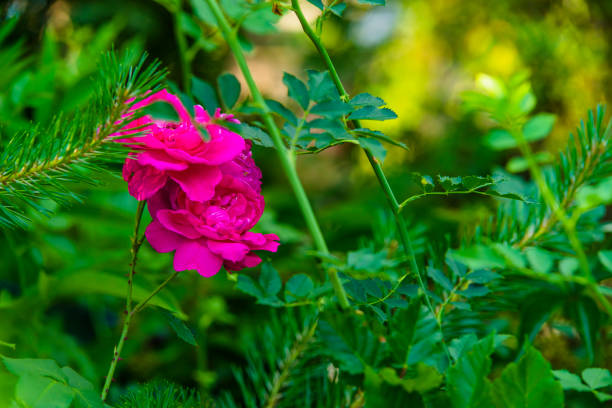 Close View of Pink Roses Blossom in the Field. Flower from Rosaceae Family.