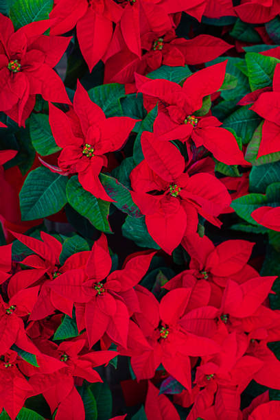 fleur d'étoile de noel poinsettia rouge. symbole de joyeux noel - flower head poinsettia euphorbiaceae leaf photos et images de collection