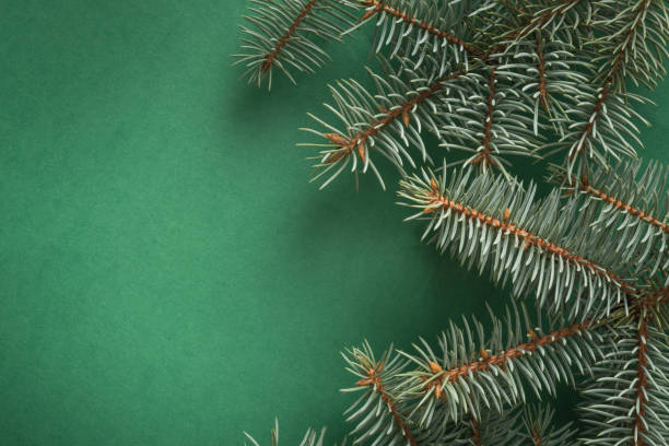 istock Christmas tree branches on green with copy space. Top view. Holiday card. 1188630473