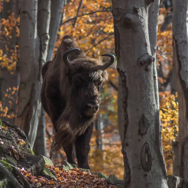 A free European bison in a natural environment photographed in Poland