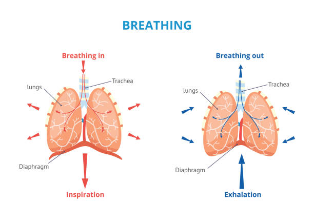 ilustrații de stoc cu sistemul respirator al omului respirația vector ilustrație medicală vector căilor respiratorii.. - exerciţiu de respiraţie