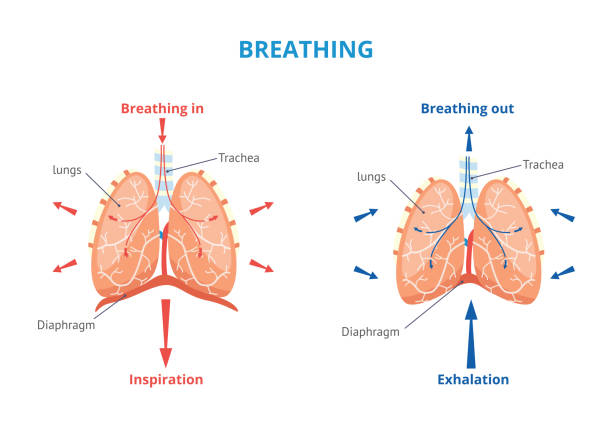 Respiratory system of human the breathing airway vector medical illustration.. Respiratory system of human depicting breathing in and out airway vector medical banner or placard illustration with inscriptions. Anatomy and physiology educational diagram. inhaling stock illustrations