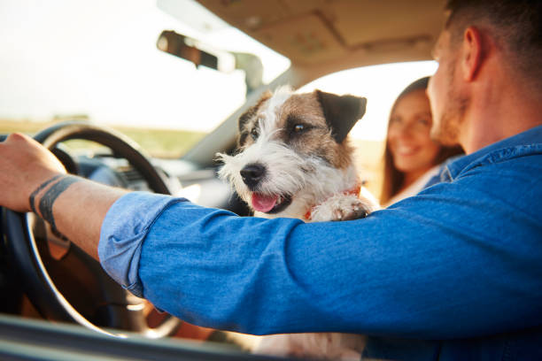 istock Happy dog in car during road trip 1188633421