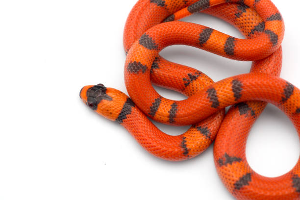 istock Red-black Milk snake isolated on white background 1188634006