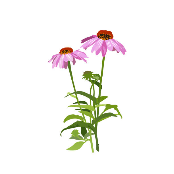 Echinacea Medicinal Plant Echinacea Medicinal Plant coneflower stock illustrations