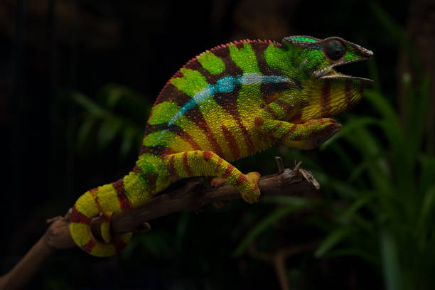 istock Colorful lizard beautiful Panther chameleon 1188636176