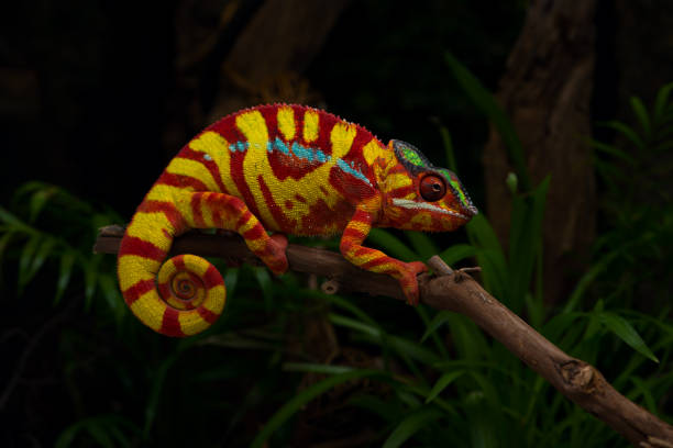 istock Colorful lizard beautiful Panther chameleon 1188636178