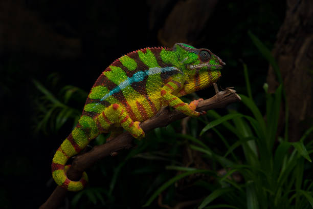 istock Colorful lizard beautiful Panther chameleon 1188636180