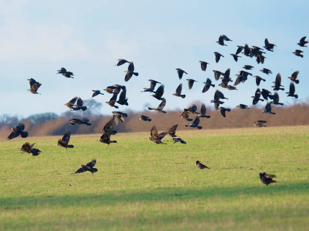 A flock of Rooks takes off from an English meadow stock photo