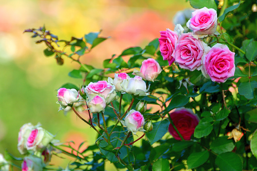 Rose is a perennial flowering plant, which can be erect shrub, climbing or trailing with stems that often have sharp prickles. Flowers vary in size and shape with colors ranging from white, yellow, purple, orange, pink to red. The blooming time is from early summer to fall.