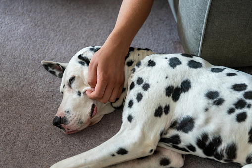 Adult male Dalmatian dog lying down on a lounge carpet being stroked by  his owner.