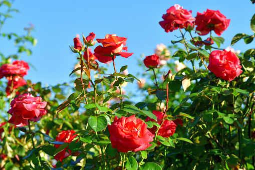Beautiful rugosa roses in the garden