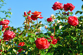 Rose Flowers Against Blue Sky