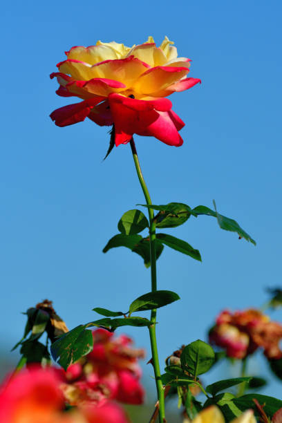 istock Rose Flowers Against Blue Sky 1188638017