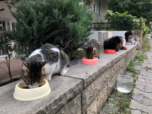 tiempo de alimentación de gatos callejeros en la calle en turquía - domestic cat city life animal pets fotografías e imágenes de stock