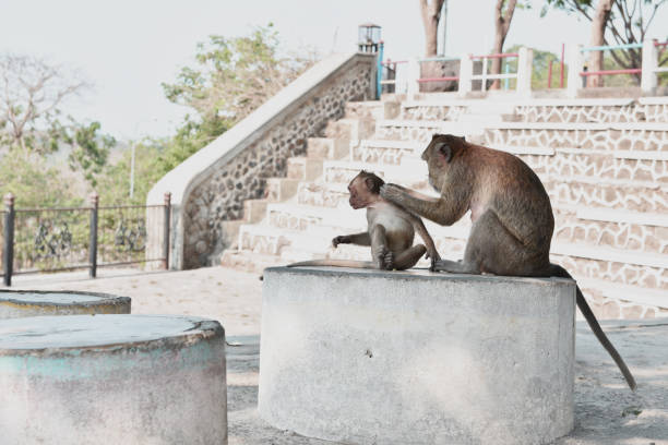istock The monkey is sitting on the side of the road 1188639384