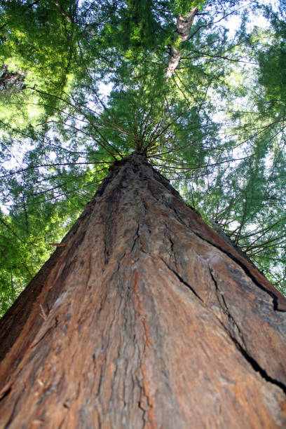 istock Large tree in the woods looking up toward sky 1188639415