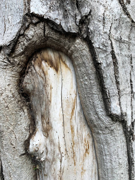 kory drzewo tekstury drewna - driftwood twisted wood vertical zdjęcia i obrazy z banku zdjęć
