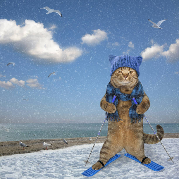 esquí de gato a lo largo del mar 2 - ski arena fotografías e imágenes de stock
