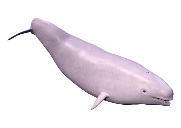 istock 3D illustration narwhal calf on white 1188643598