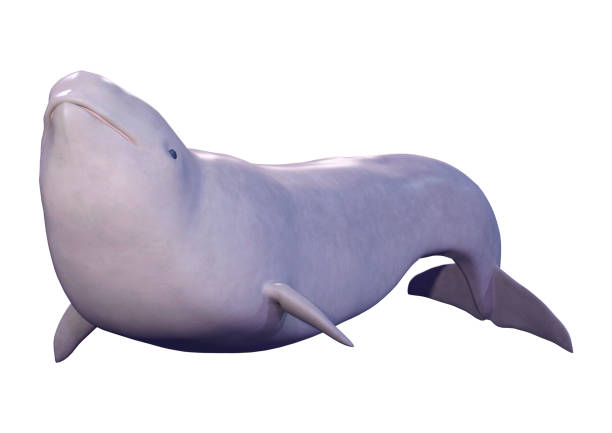 3D rendering of a narwhal calf or Monodon monoceros, or narwhale isolated on white background