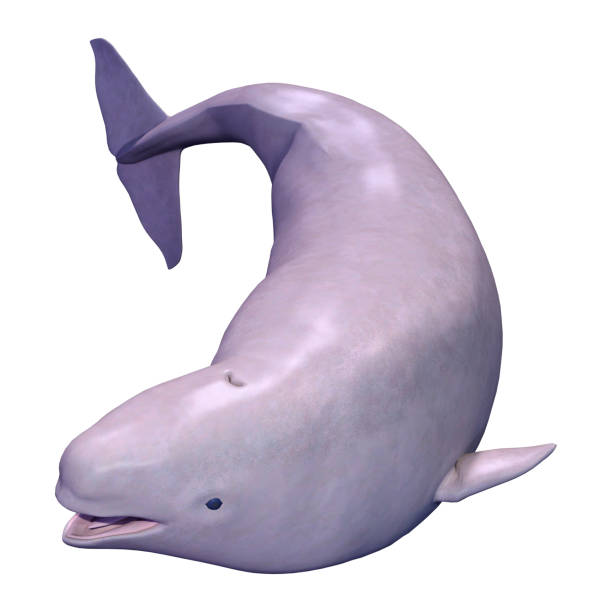 istock 3D illustration narwhal calf on white 1188643799