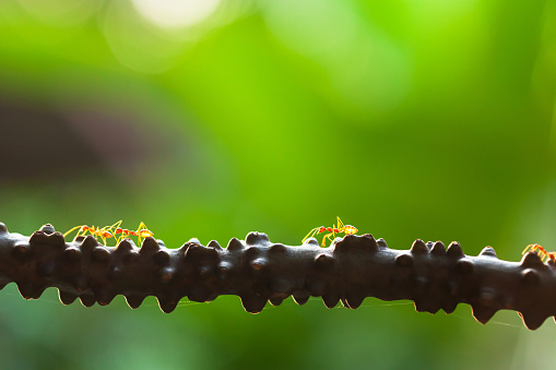 A colony of Weaver ants walking on the vine at sunset, bright green blurred natural background. Selective focus.