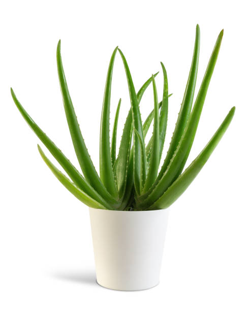 istock Aloe Vera plant with white pot isolated from the background. 1188645031