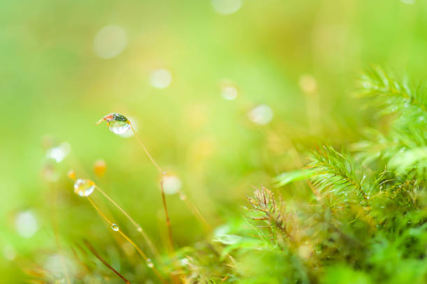 Close-up of pure raindrops on green moss in a tropical forest, bright green blurred natural background. Selective focus.