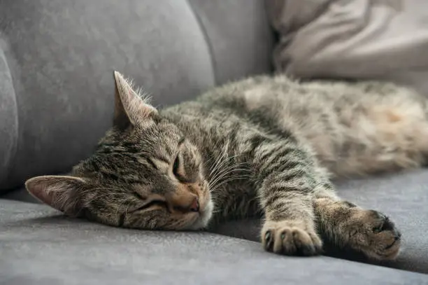 sweet domestic cat is sleeping on the sofa - portrait with small depth of field, focus on the cats head.