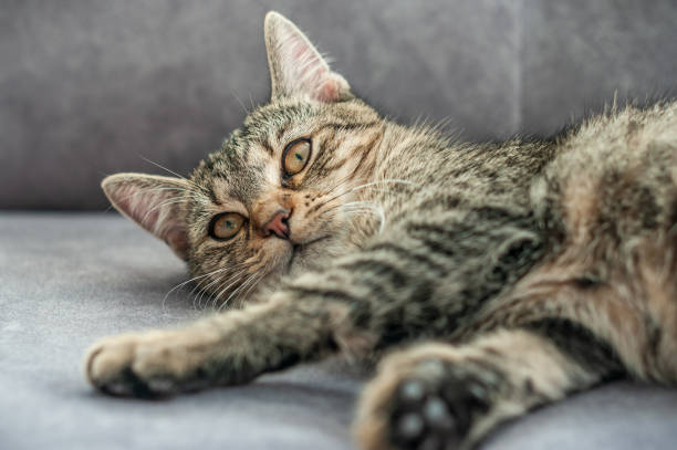istock cute young kitten is resting on the sofa 1188646135