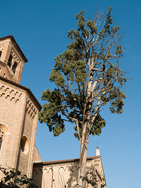 Pinopsida Tree 240+ Pinopsida Conifers Stock Photos, Pictures & Royalty-Free Images ...