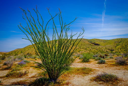 Road in a desert landscape, Joshua National Park