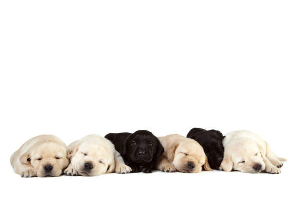 istock Labrador puppies isolated on white background 1188647892