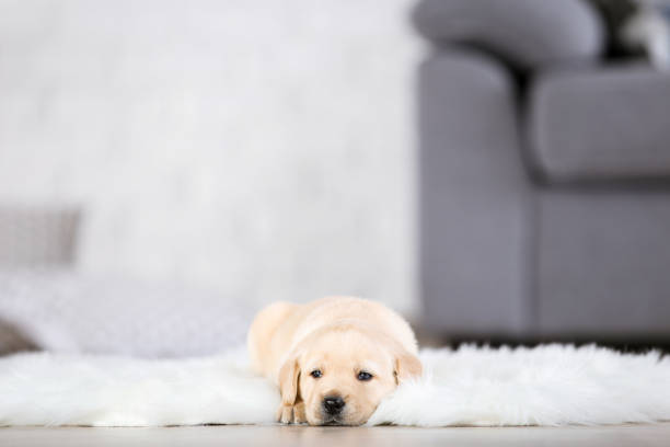 istock Labrador puppy lying on white carpet at home 1188647952