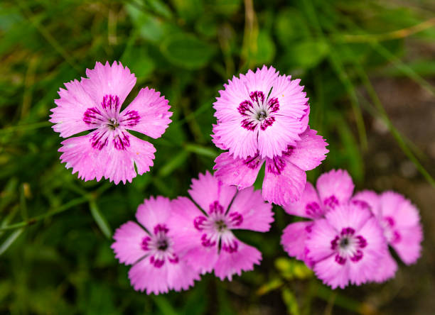 istock Dianthus nitidus (Carpathian glossy pink) - A beautiful flower in the wild. 1188648186