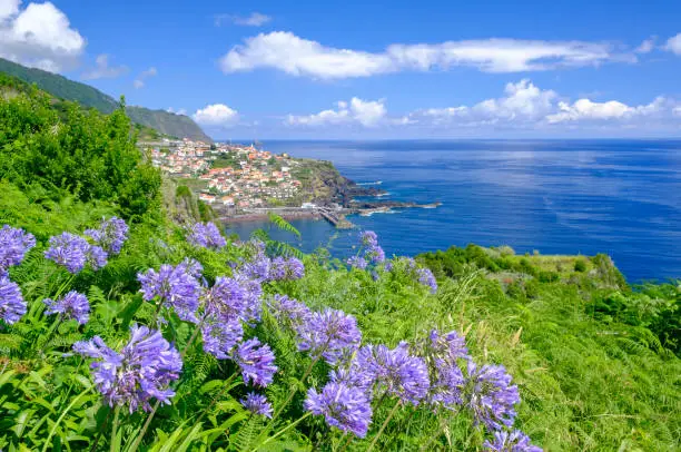 Lily of the Nile flowers in front of a view over Seixal coastal village on Madeira island during a beautiful summer day.