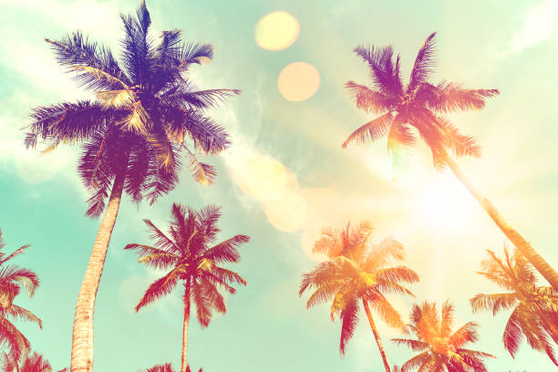istock Tropical palm tree with colorful bokeh sun light on sunset sky cloud abstract background. 1188651013