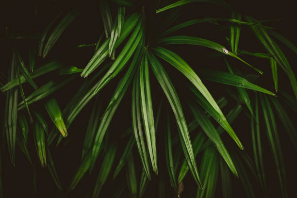 istock Close up tropical nature green leaf texture abstract background. 1188651022