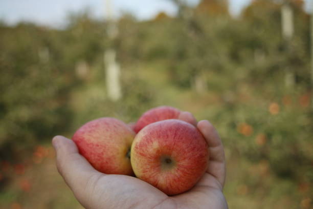 istock holding apples in front of an apple tree. Room for copy space 1188651780