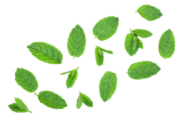 istock fresh green mint leaves isolated on white background, top view. Flat lay 1188652187