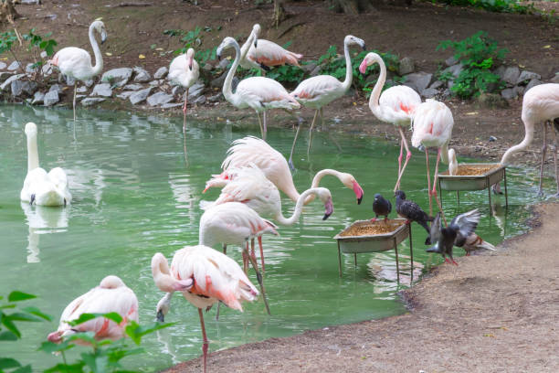 istock Flamingos eat from the feeding trough. Environmental protection 1188653019