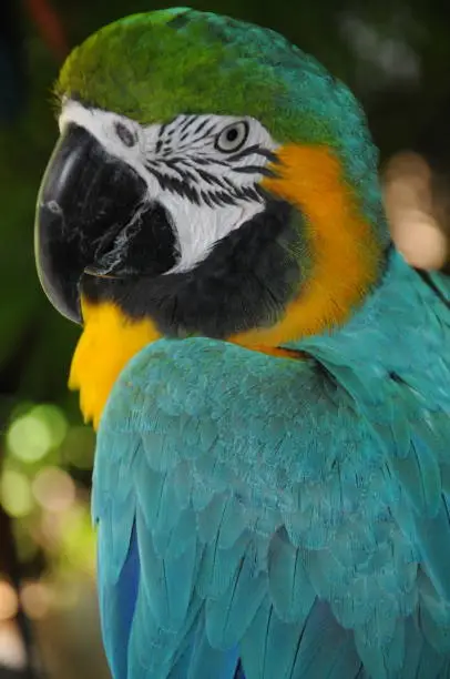 Parrot in natural park Mexico Puerto Vallarta